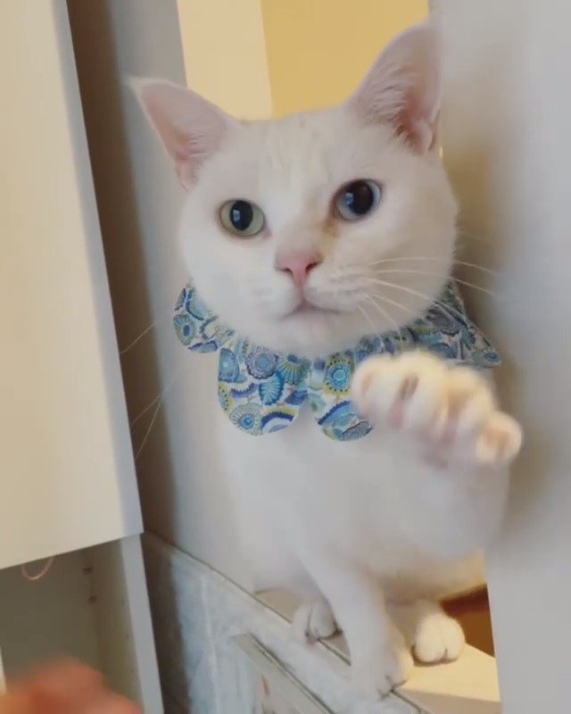 手を伸ばす猫