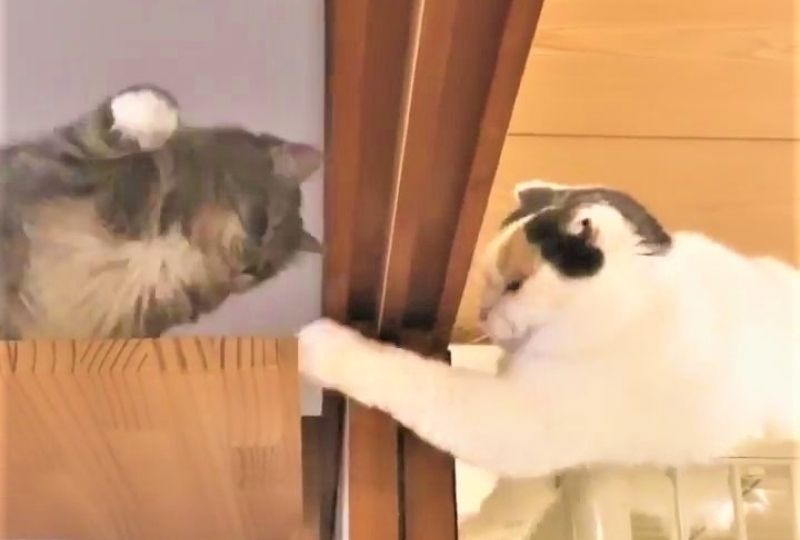お互いをのぞき込みながら猫パンチ☆可愛すぎるじゃれあいを見せる猫さんたちにくぎ付け！