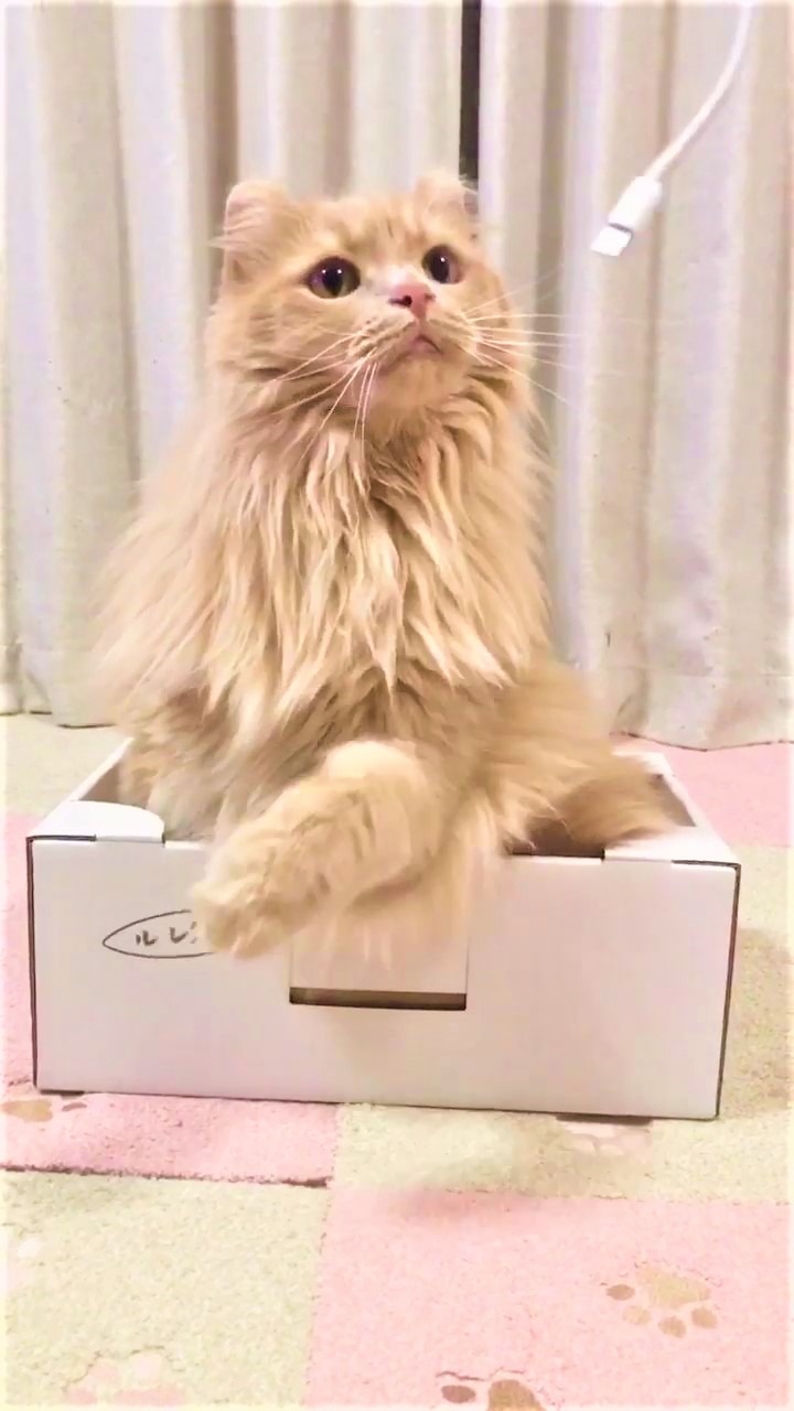 猫　箱