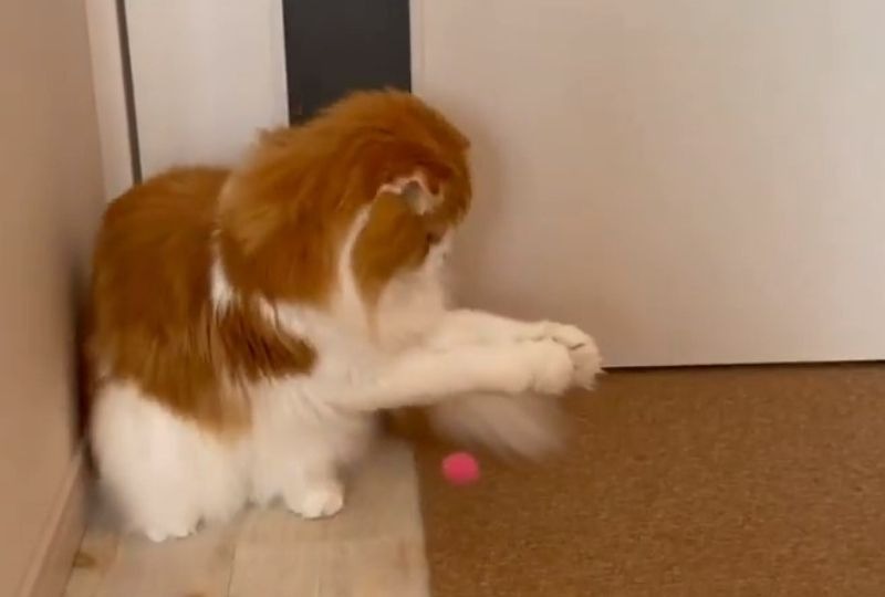 飛んできたボールを見事にスカッ！ちょっぴり“不器用”な猫さんが可愛くて笑っちゃう