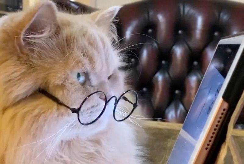 眼鏡がズレても気にしない！タブレットでお勉強に励む猫さんの集中力がすごすぎる