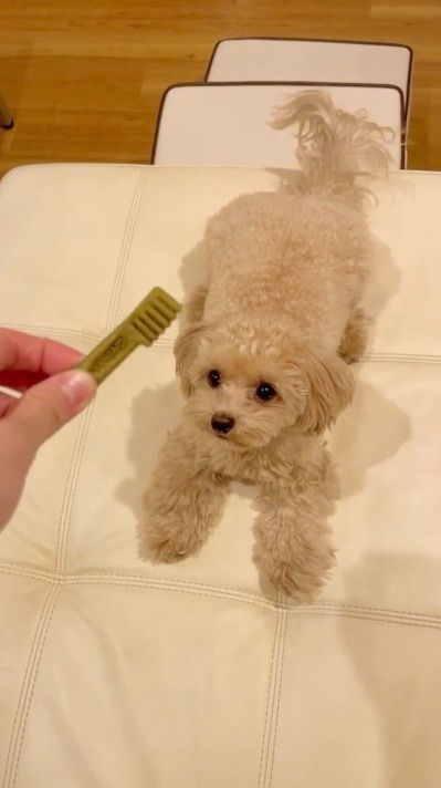 犬　歯磨きガム　ふせ