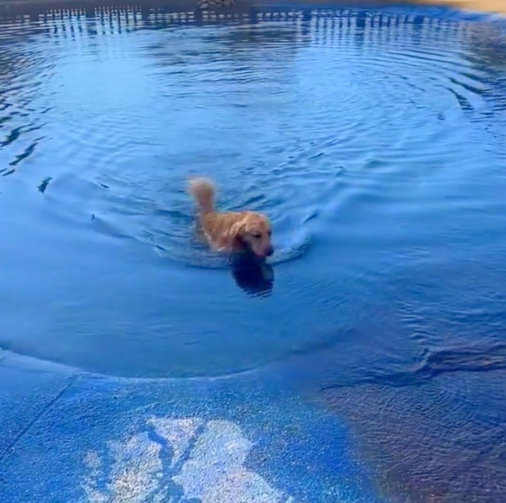 犬　プール好き