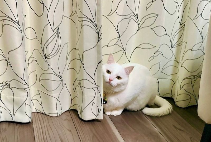 カーテンに隠れているつもりの白猫さん。可愛すぎる”かくれんぼ”にほっこり♡