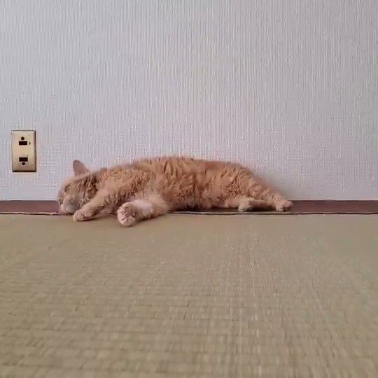 寝転ぶ猫