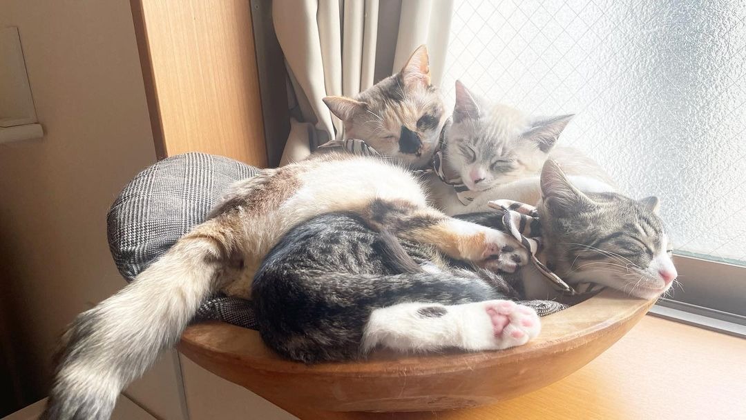 3匹の猫　昼寝