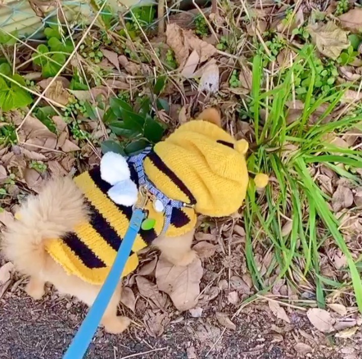 犬　ミツバチの服　散歩