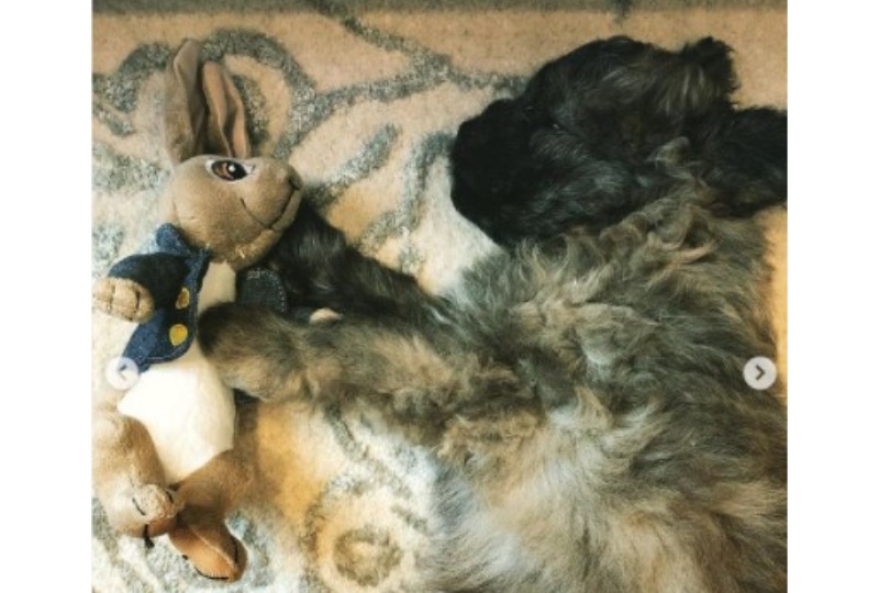 ウサギと眠るビジョンフリーゼ