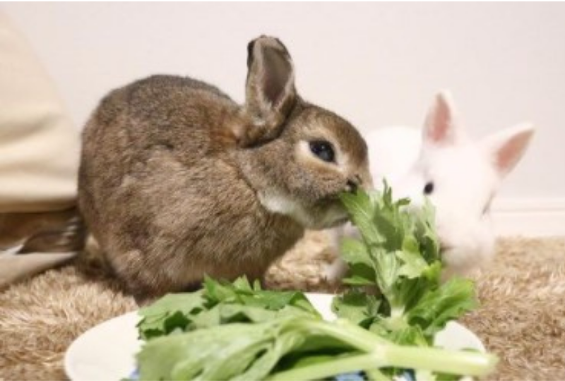 食事するウサギ
