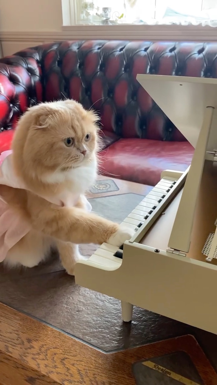 猫　ピアノのリサイタル