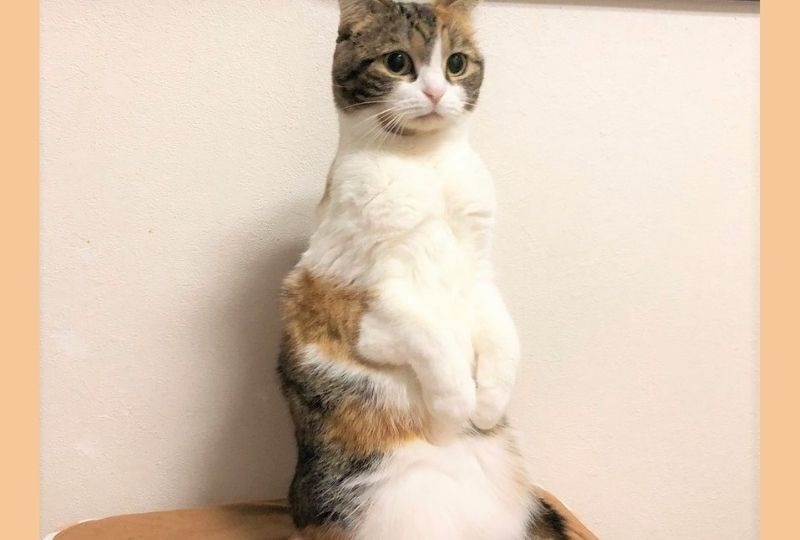 立っちしてキョロキョロ♪猫さんの美しすぎる立ち姿から目が離せない！