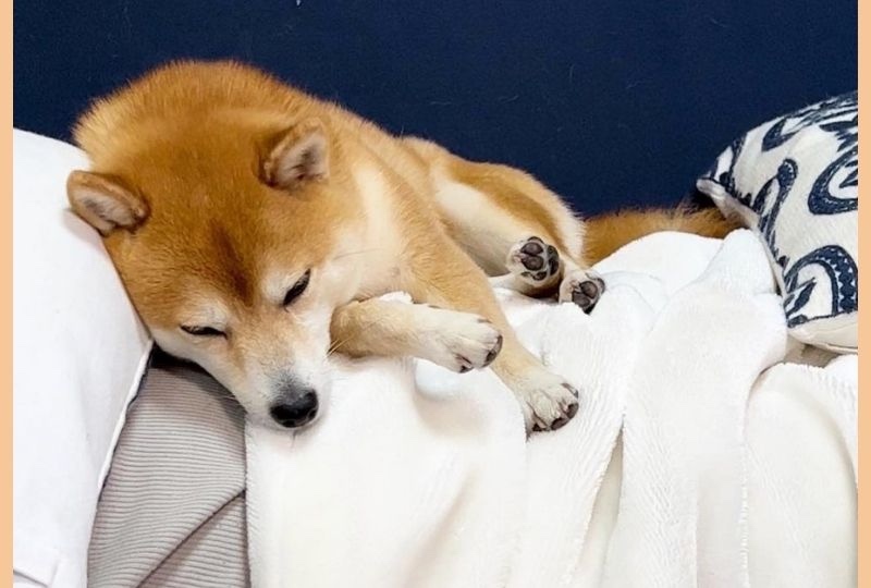 大好きな場所でウトウト♡パパさんのお腹の上で眠る柴犬さんが可愛すぎる！