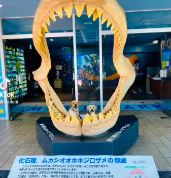 犬　サメの歯