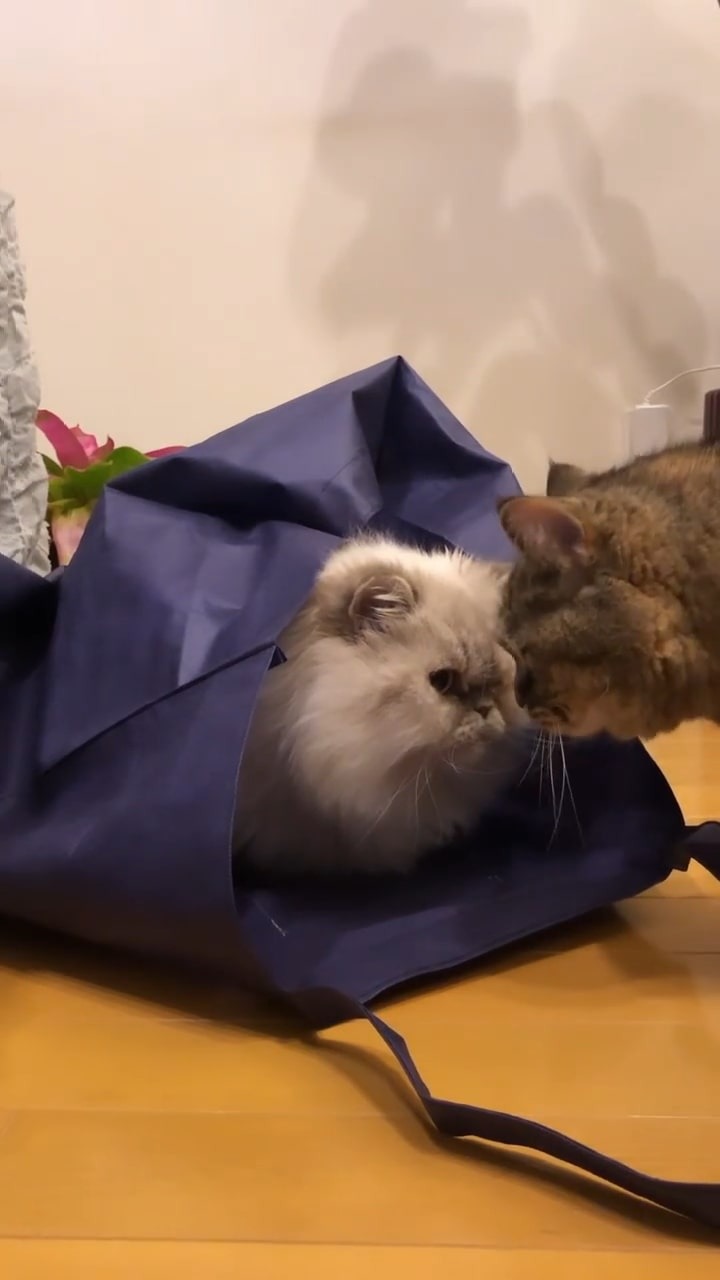 袋に入る猫　袋に入りたい猫