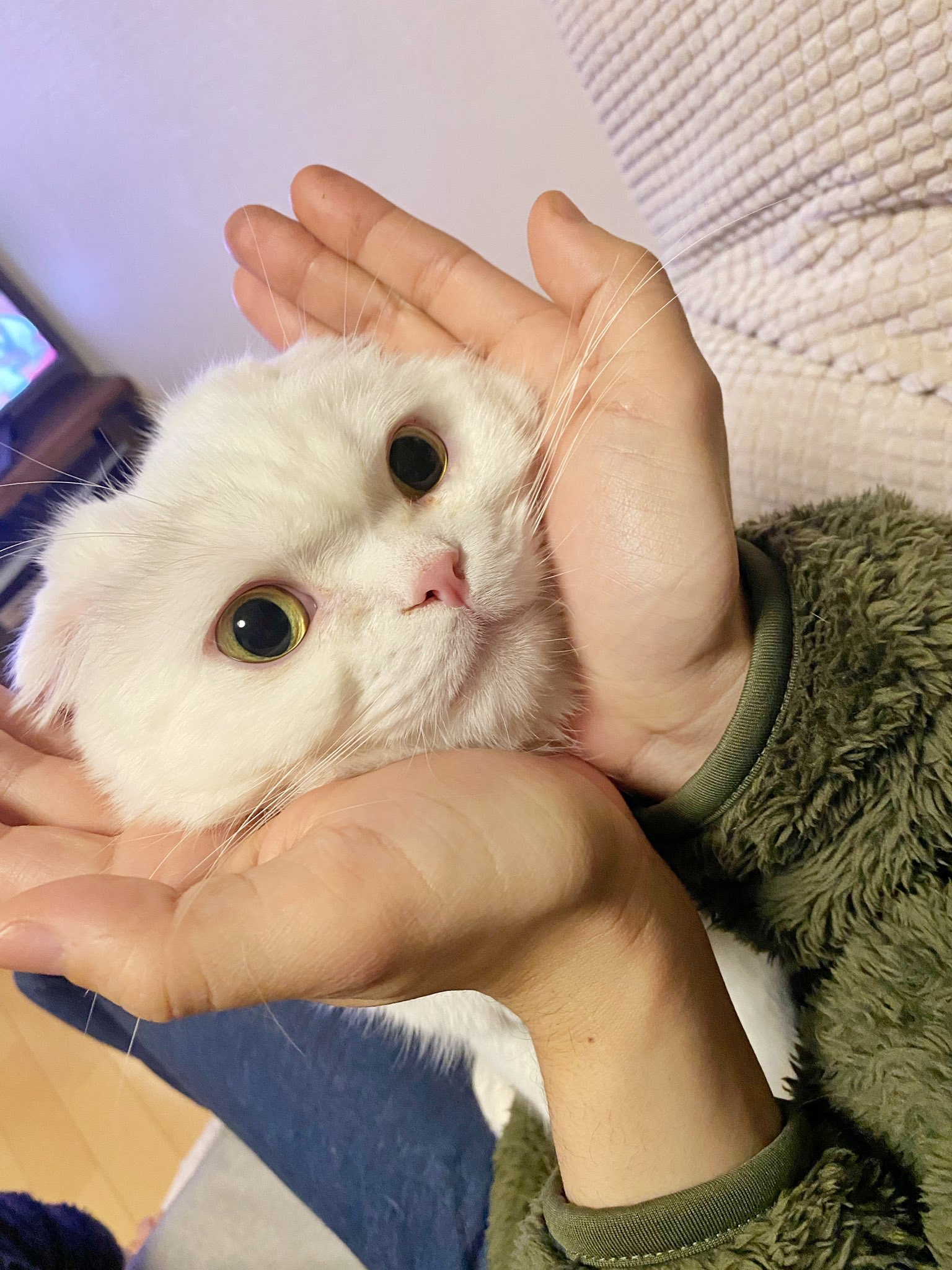 手に顔を乗せる猫