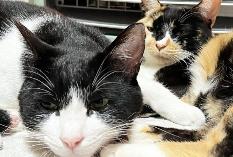 「暖かいニャ〜♡」ストーブの前で暖をとる姉弟猫のまったり顔に癒される