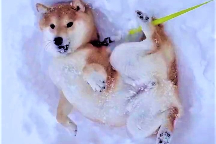 遊び方激しすぎ！雪でテンション急上昇しちゃった柴犬さんが37.9万回再生突破