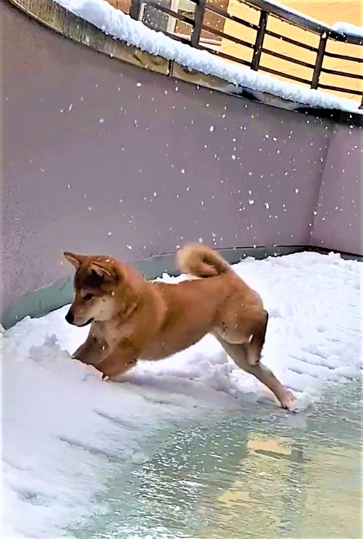 犬　雪