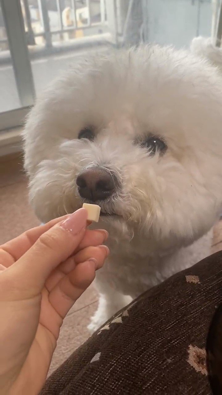 おやつを食べようとしている犬