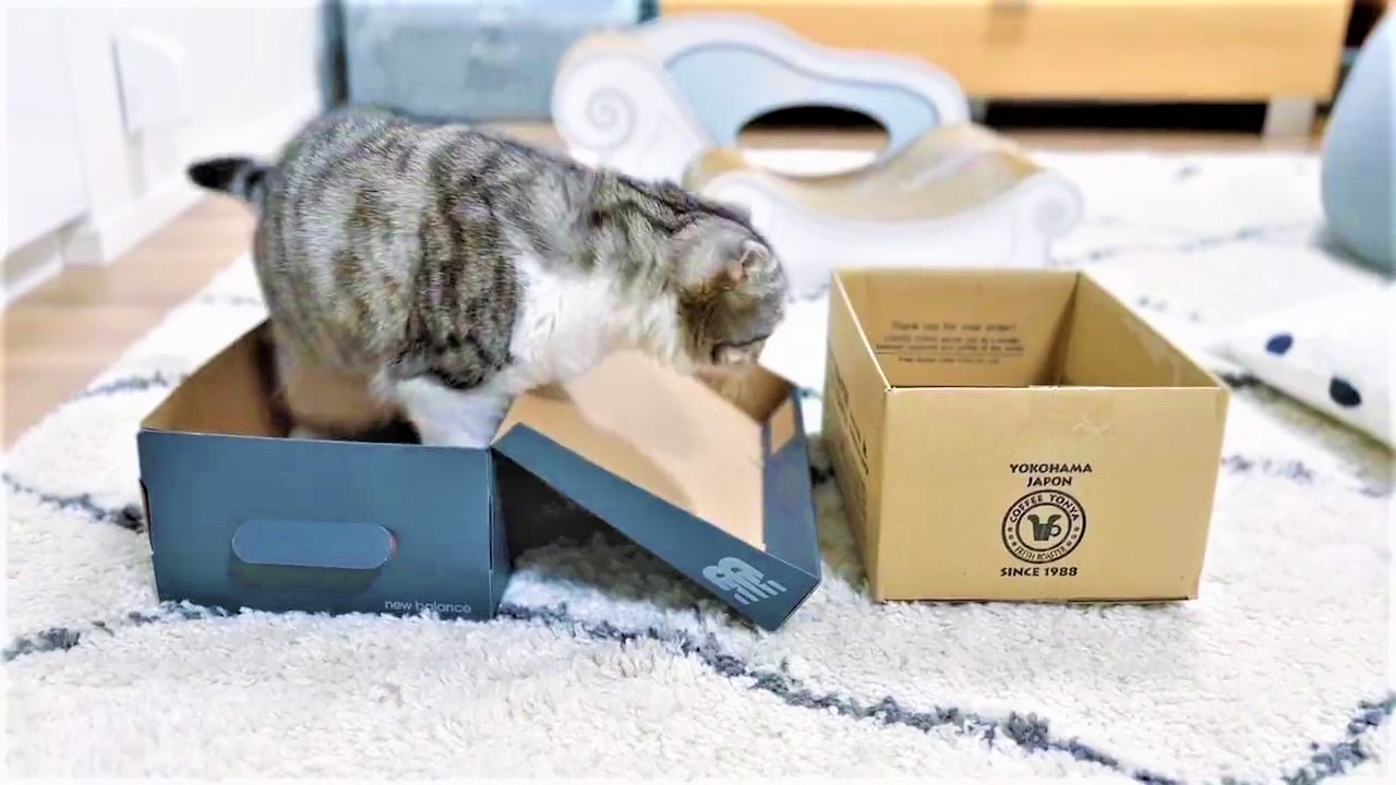 「あの箱もよさそうにゃ」箱から箱へお引越しする猫さんが4.7万回再生
