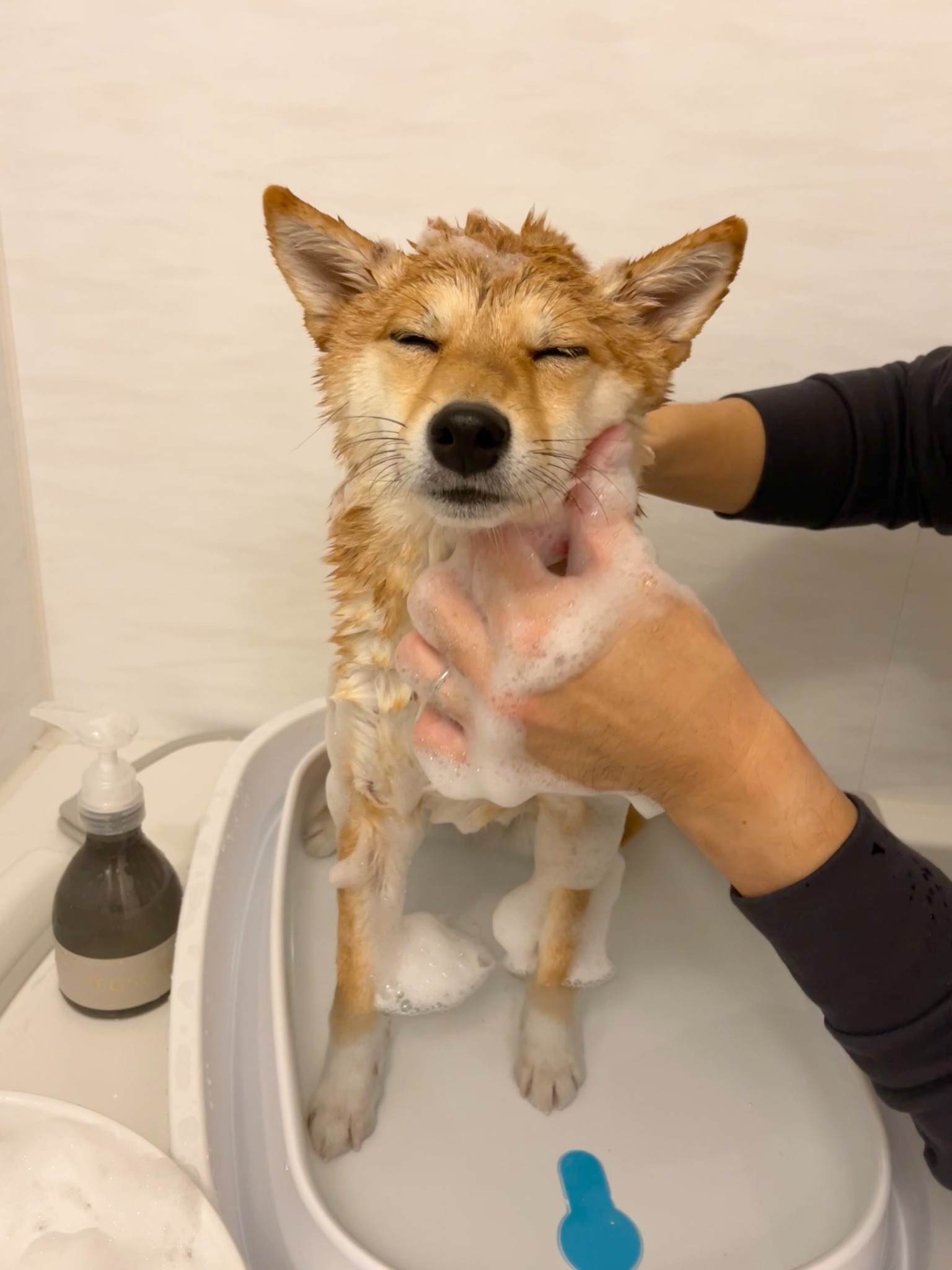 犬　お風呂