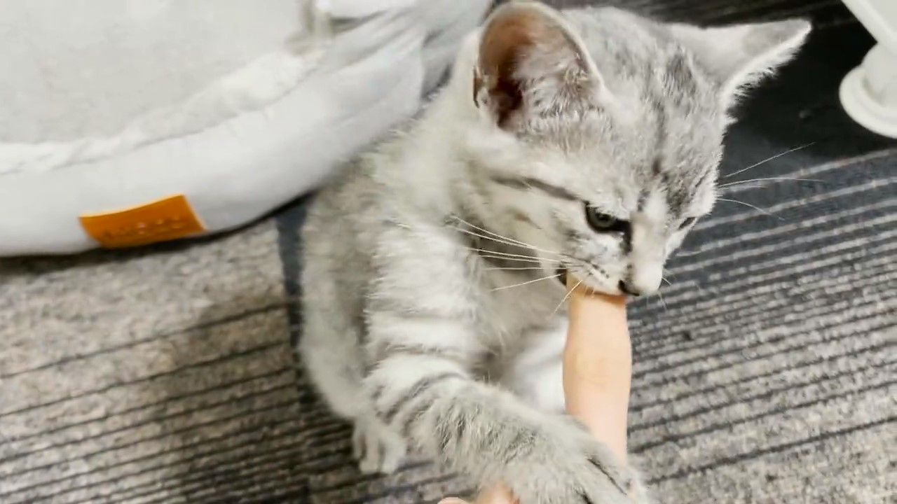 指をしゃぶる猫
