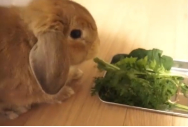 野菜を食べるウサギ