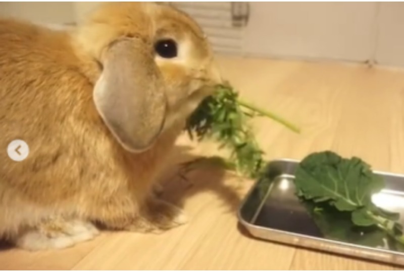 食いしん坊なウサギさん。野菜があっという間に減っていく食べっぷりがお見事♪