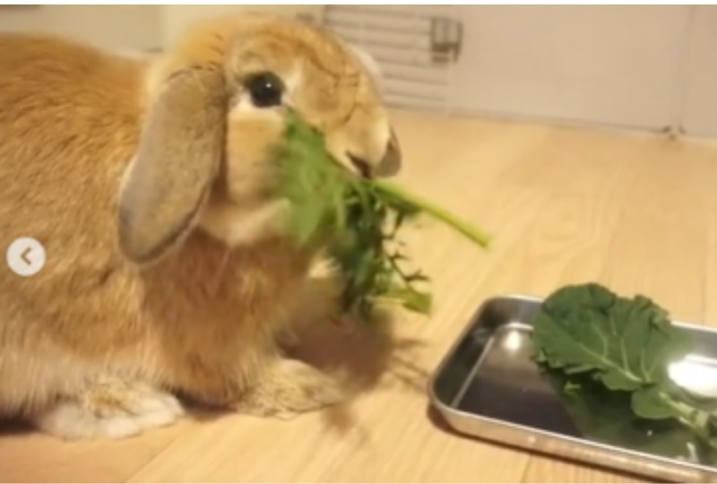 野菜を食べるウサギ