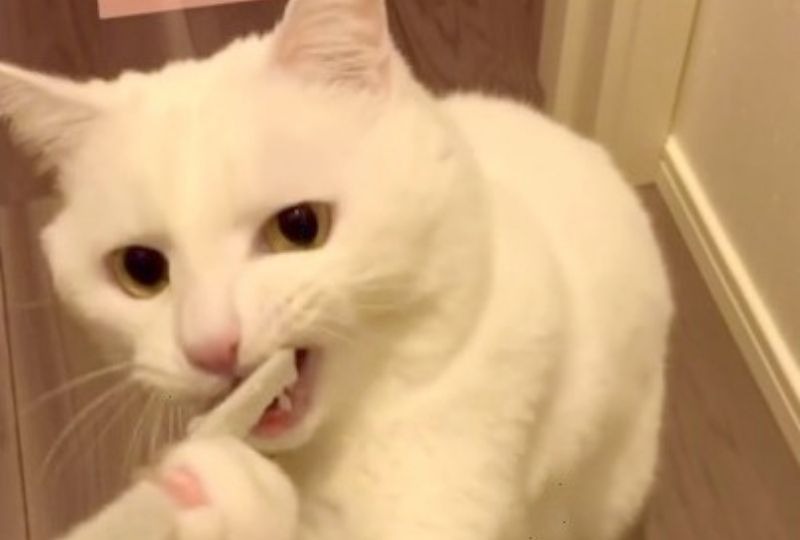 夢中で遊ぶ白猫さんの牙がチラリ！可愛すぎる"キバチラ"に目が釘付け！！