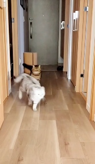 猫　走る