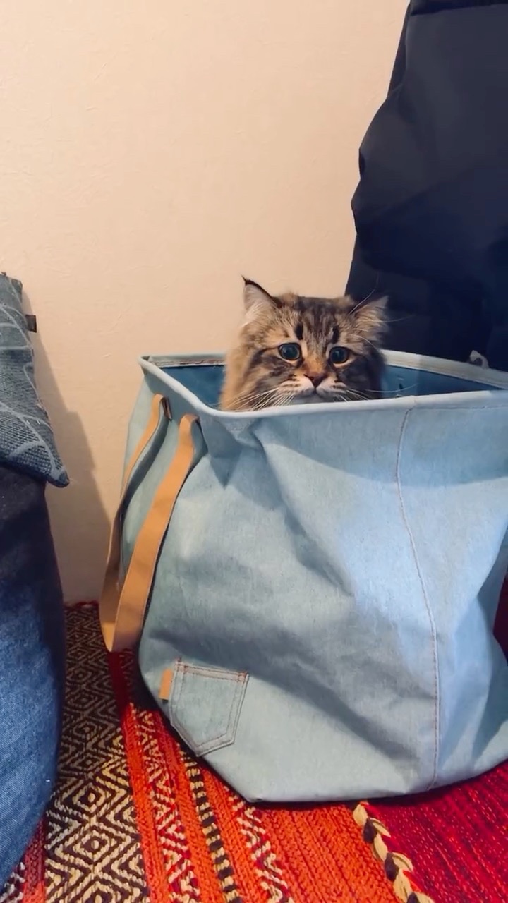 バッグから顔を出す猫