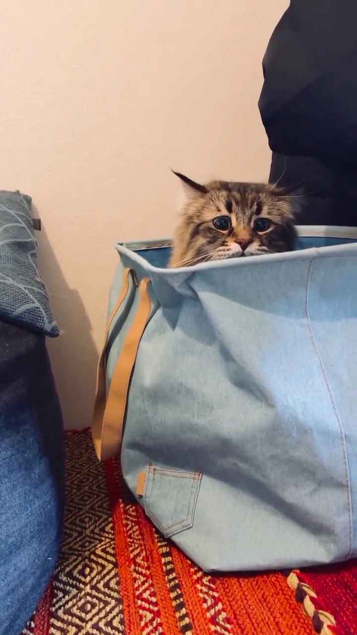 バッグから顔を出す猫