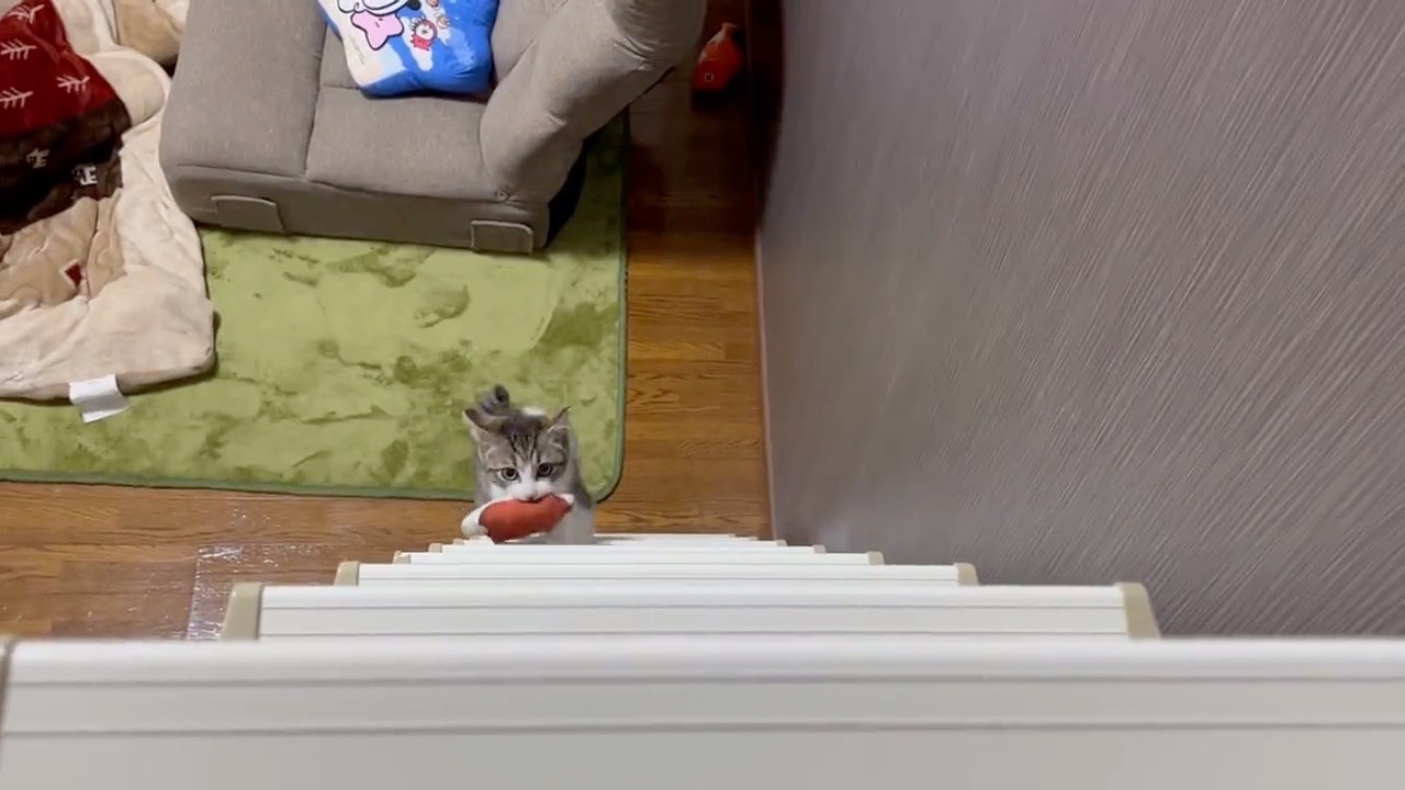 おもちゃをくわえて階段を上る猫