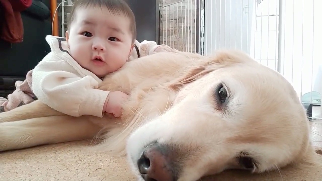 犬と赤ちゃん　ごろ寝
