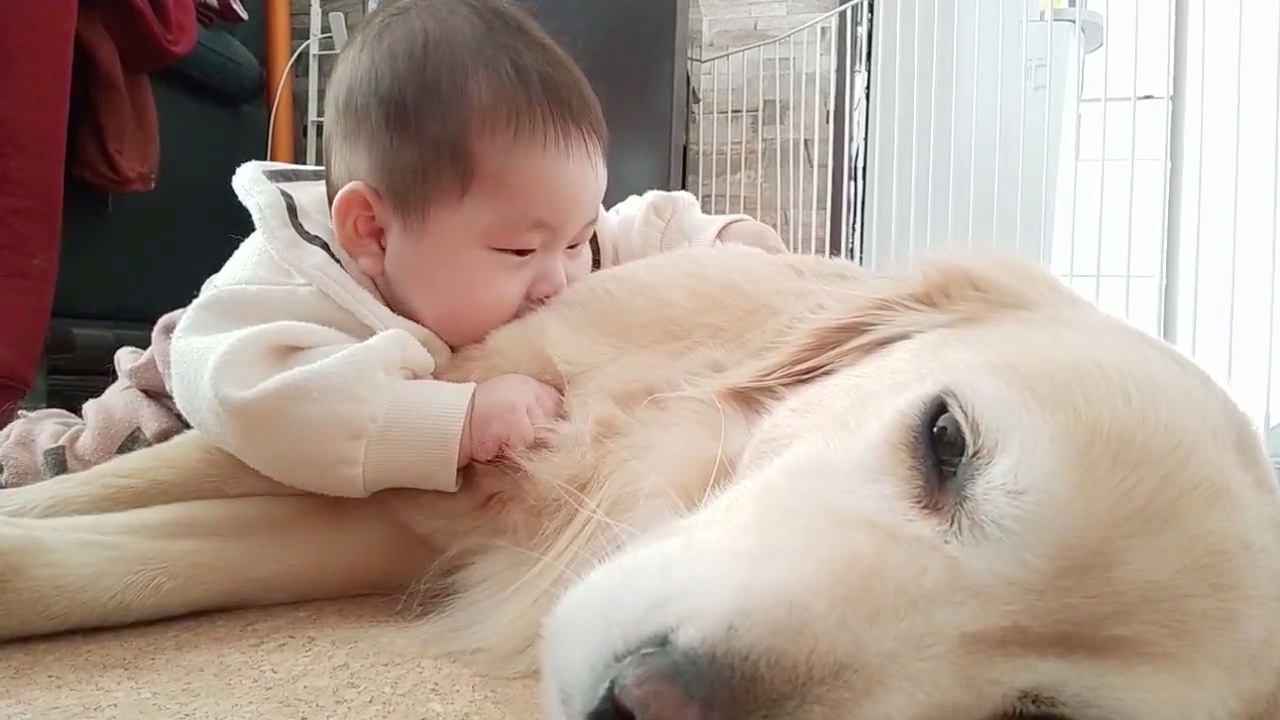 犬と赤ちゃん　ごろ寝