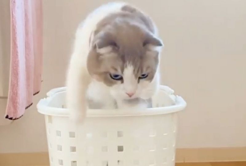 洗濯物の干し忘れはないかニャ？華麗なるジャンプで確認する猫ちゃんをスロー再生！