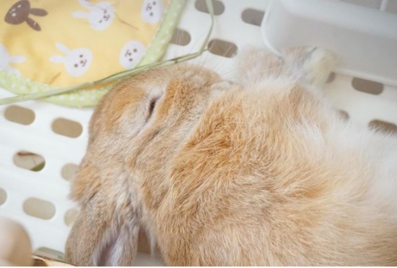 お昼寝中のウサギ