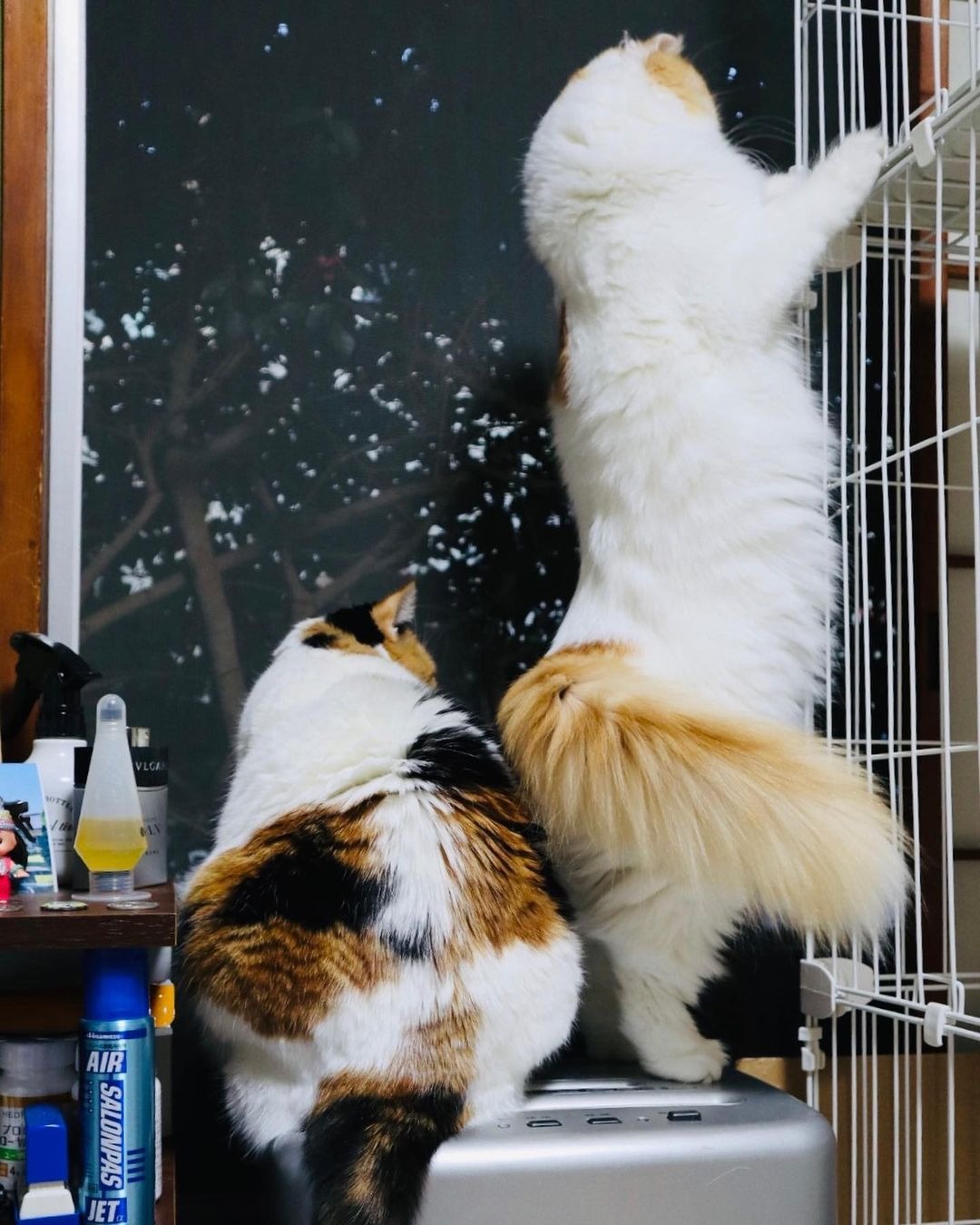 外を眺める猫たち