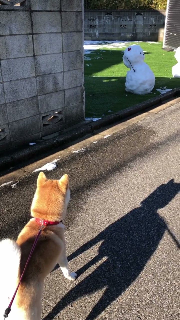 雪だるまを見る犬