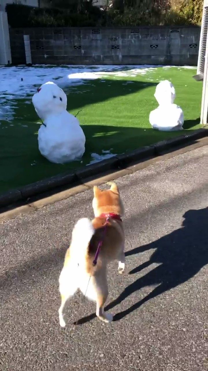 雪だるまを見る犬