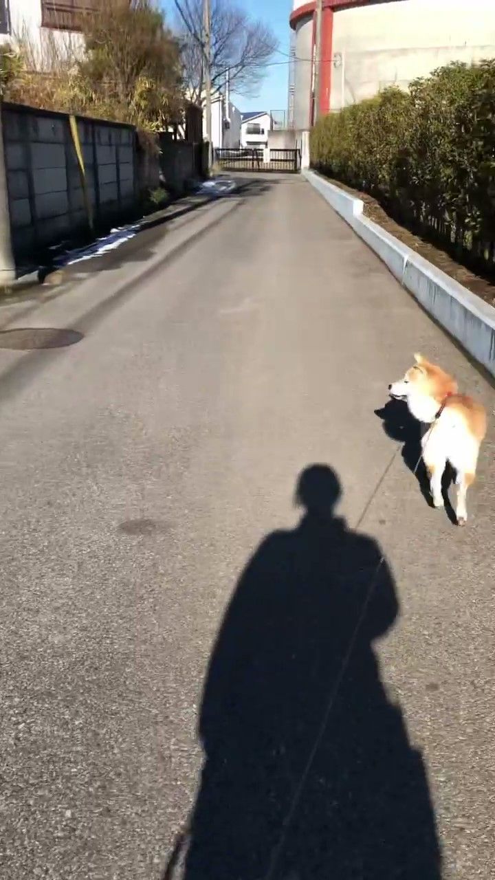 散歩する犬