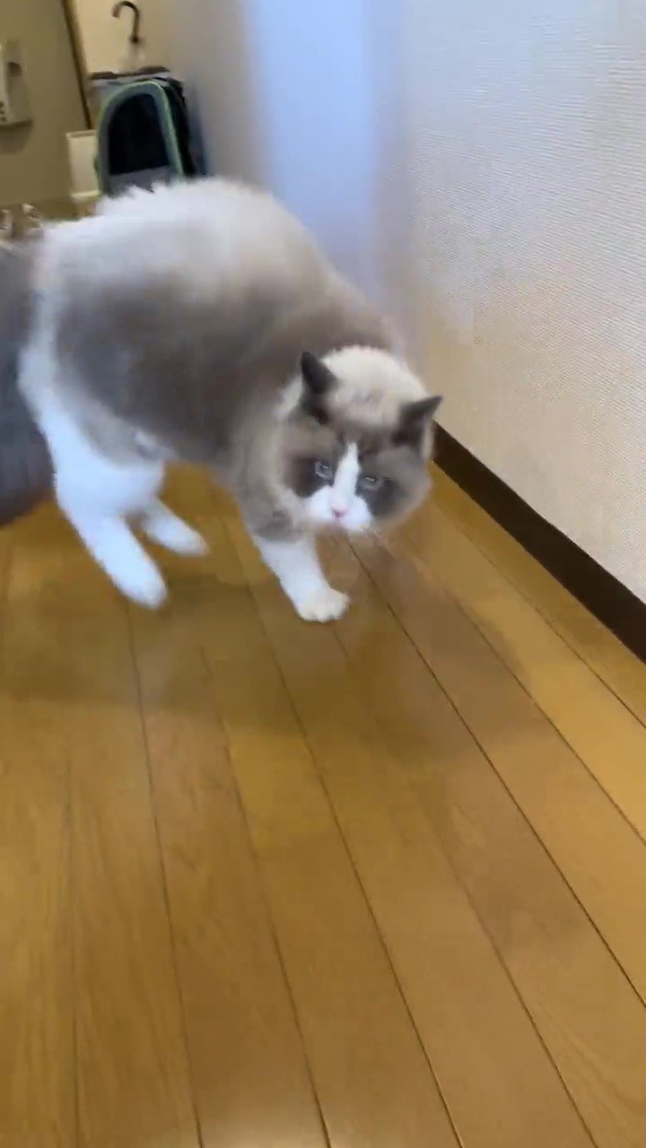 猫　踊る