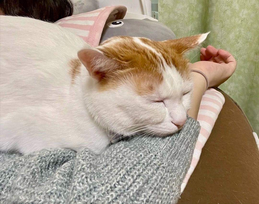 猫　腕枕で寝る