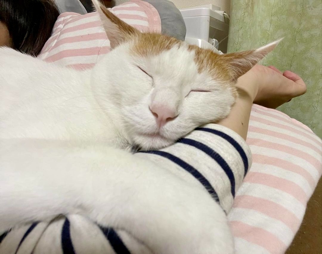 猫　腕枕で幸せそう