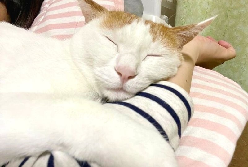 ママの腕枕は最高！娘ちゃんとくっついてお昼寝している猫ちゃんにキュン♡