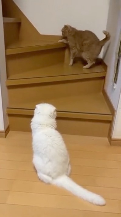 猫　階段慎重に登る