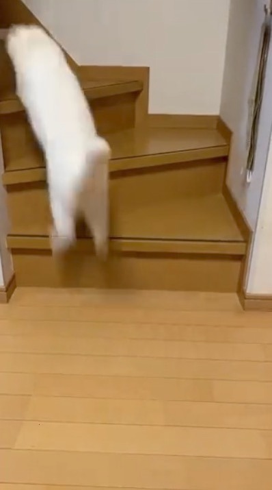 猫　階段ジャンプ