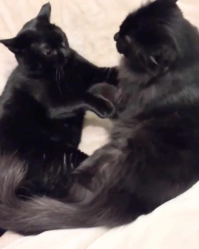 猫　優しい喧嘩