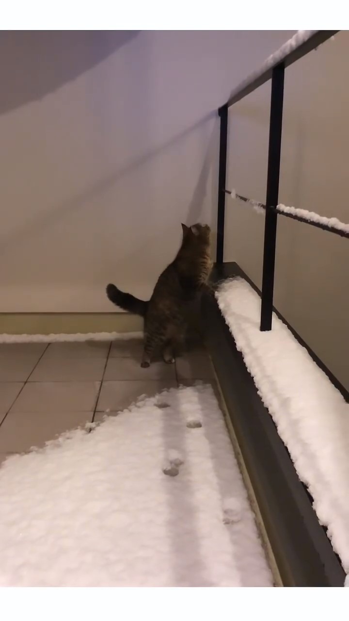 雪を見る猫